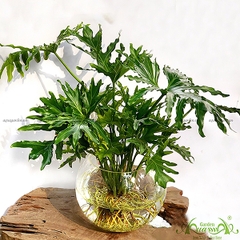 Thanh Xuân 04 - Cây Thủy Canh