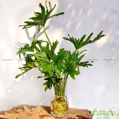 Thanh Xuân 02 - Cây Thủy Canh