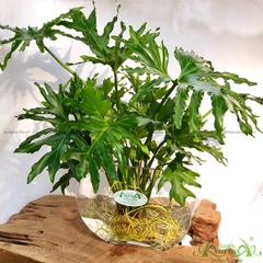 Thanh Xuân 03 - Cây Thủy Canh