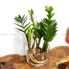 Kim Phát Tài 04 - Cây Thủy Canh