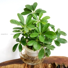 Ngũ Gia Bì 02 - Cây Thuỷ Canh