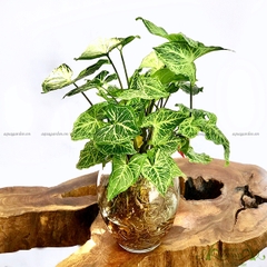 Môn Hợp Quả 05 - Cây Thủy Canh
