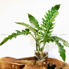 Lục Vỹ Cầm 03 - Cây Thuỷ Canh