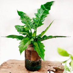 Lục Vỹ Cầm 04 - Cây Thuỷ Canh