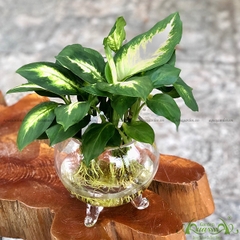 Dạ Lan Thanh 02 - Cây Thủy Canh