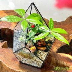 Terrarium 46 - Rạng Đông