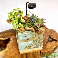 Terrarium 53 - Hồ Thanh Thản