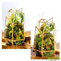 Terrarium 33 - Vườn Tài Lộc