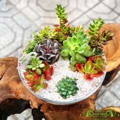 Terrarium 25 - Beautiful Life