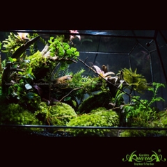 Terrarium 111 - Twins Moon Forest