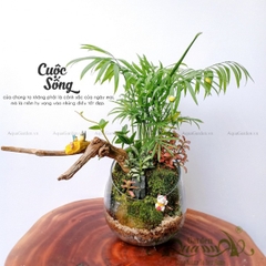 Terrarium 62 - Cuộc Sống