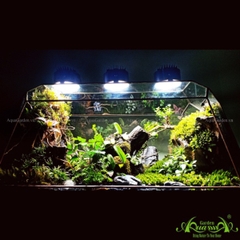 Terrarium 131 - Kairosclenrosis