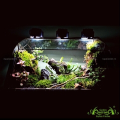 Terrarium 131 - Kairosclenrosis