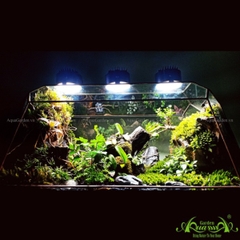 Terrarium 131 - Kairosclenrosis