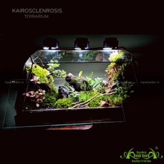 Terrarium 131 - Kairosclenrosis