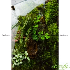 Terrarium 134 - Green Heaven