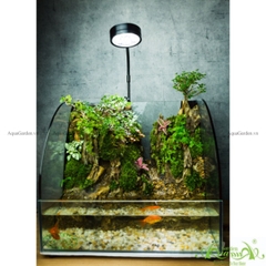 Terrarium 136 - Suối Tiên