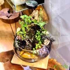 Terrarium 151 - Thất Sơn Cảnh