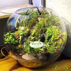 Terrarium 150 - Nơi Rừng Nhiệt Đới
