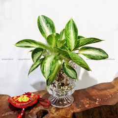 Giữ Tiền 07 - Cây Thủy Canh