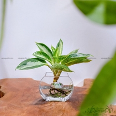 Giữ Tiền 13 - Cây Thủy Canh