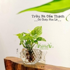 Trầu Bà Cẩm Thạch 01 - Cây Thủy Canh