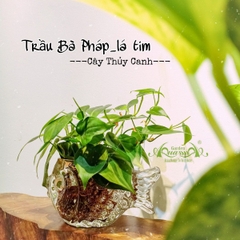 Trầu Bà Pháp 01 - Cây Thủy Canh