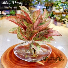 Thịnh Vượng 06 - Cây Thủy Canh
