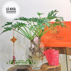 Lá Khía 05 - Cây Thủy Canh