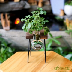 Đinh Lăng - Kệ Gỗ Bộ 1