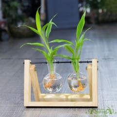 Phát Tài Viền Trắng - Bộ xích đu thủy canh - thủy canh Aquagarden