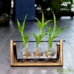 Phát Tài Viền Trắng - Bộ xích đu thủy canh - thủy canh Aquagarden