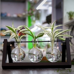 Phát Tài Viền Trắng - Bộ xích đu thủy canh - thủy canh Aquagarden