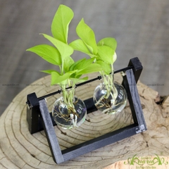 Trầu Bà Vàng - Xích Đu Bộ 2