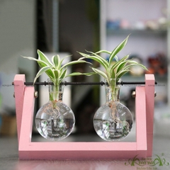 Phát Tài Viền Trắng - Xích Đu Bộ 2