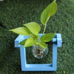 Trầu Bà Vàng - Xích Đu Bộ 1