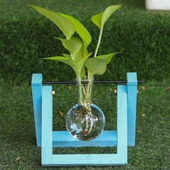 Trầu Bà Vàng - Xích Đu Bộ 1