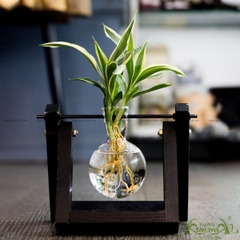 Phát Tài Viền Trắng - Xích Đu Bộ 1