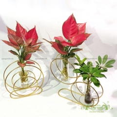 Set Thủy Canh 06 - Hồng Phát Lộc & Ngũ Gia Bì
