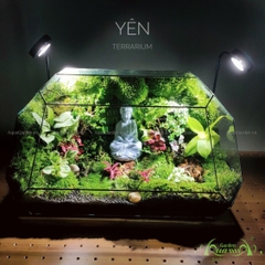 Terrarium 201 - Yên
