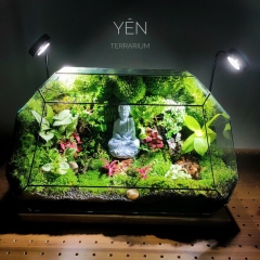 Terrarium 201 - Yên