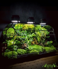 Terrarium 237 - Wonderful Garden