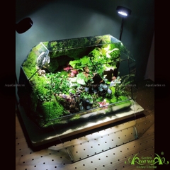 Terrarium 240 - La la land