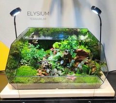 Terrarium 241 - Elysium