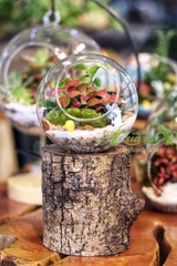 Terrarium 89 - Sunshine Garden