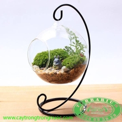 Terrarium 93B - Hàng Xóm Totoro