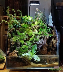 Terrarium 84 - Thác Tiên