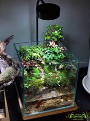 Terrarium 83 - Xứ Sở Thần Tiên