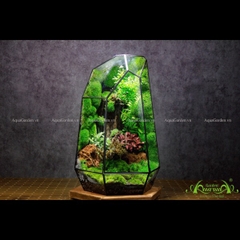 Terrarium 248 - Destiny