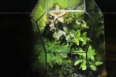 Terrarium 106 - Serendipity